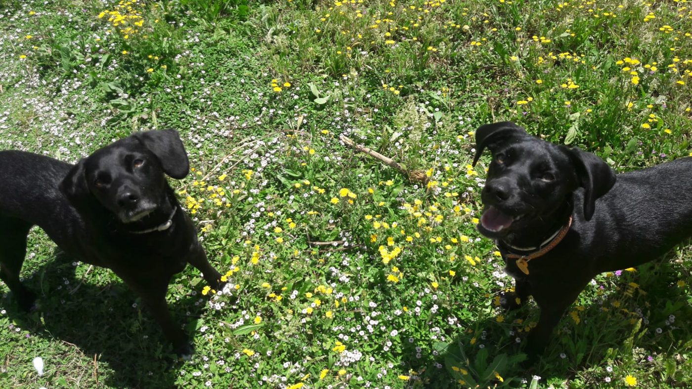 Enjoying the spring flowers
