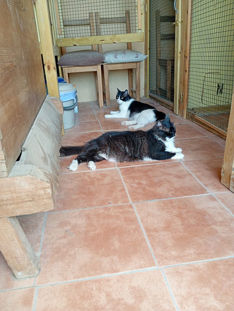 Cats relaxing in the cattery