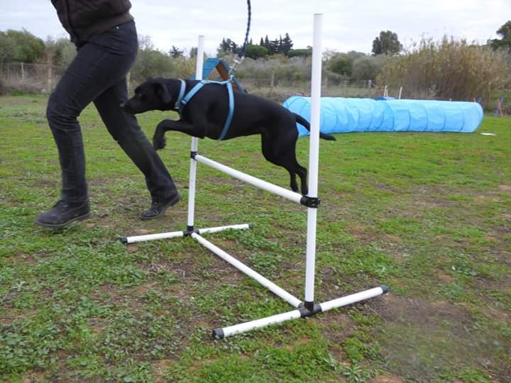 Jumping a low agility hurdle