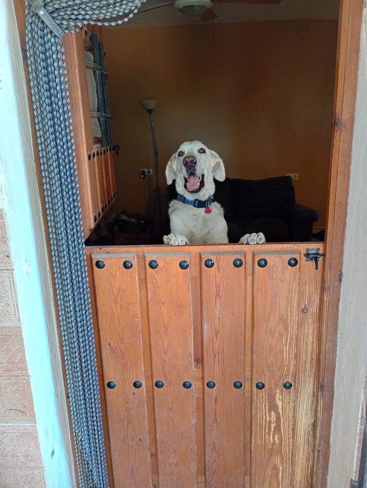 A guest greeting us at the stable door